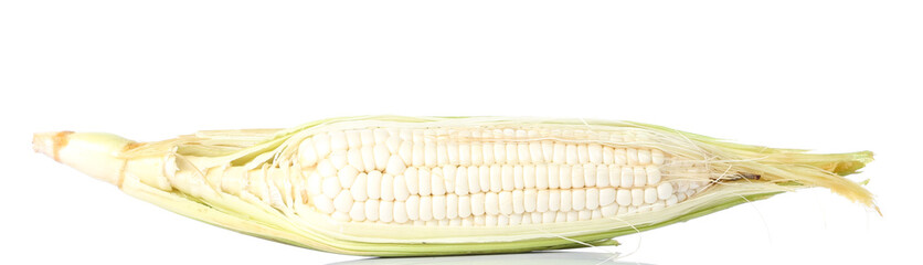 White corn on white background.