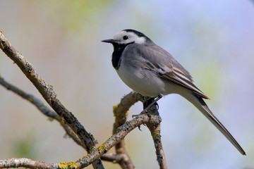 Obraz premium White wagtail