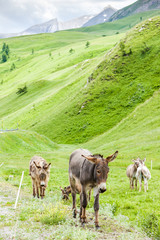 donkeys, landscape of Piedmont near French borders, Italy