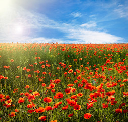 Fototapeta na wymiar Poppies field against blue sky