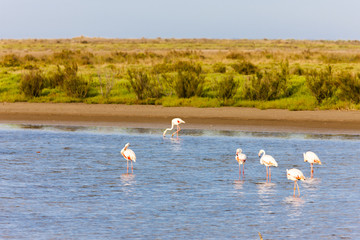 flamingos in Camargue, Provence, France
