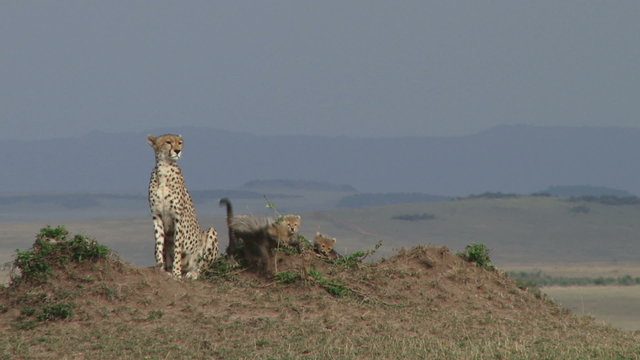 cheetah mother sitting on an anthill with cubs