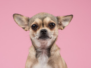Chihuahua portrait at a pink background