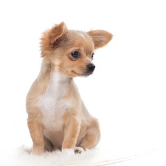 Cute chihuahua puppy looking away