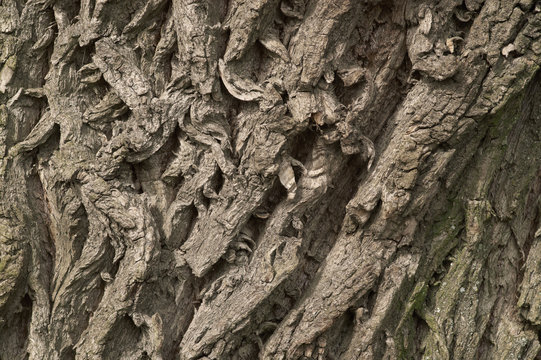 Old oak bark texture.