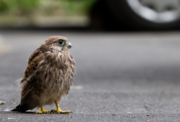 nestling kestrels