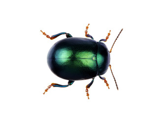 Green beetle