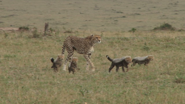 cheetah mother walks with her cubs.