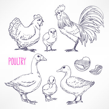various poultry
