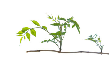 new germ in the old branch