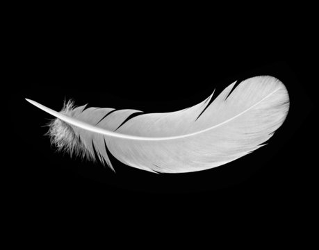 White Feather On Black Background