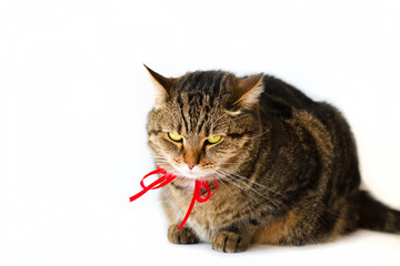 angry cat with red bow (white background)