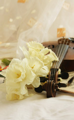 Beautiful violin