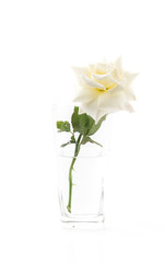white rose on isolated background