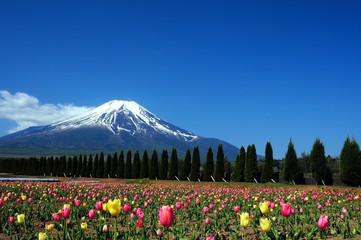 富士山とチューリップ
