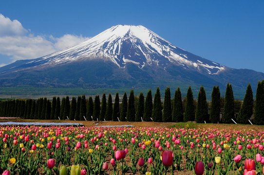 富士山とチューリップ