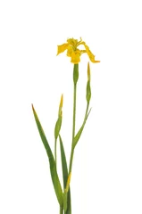 Crédence de cuisine en verre imprimé Iris iris jaune