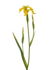 Printed kitchen splashbacks Iris yellow iris
