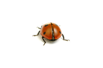 Ladybug