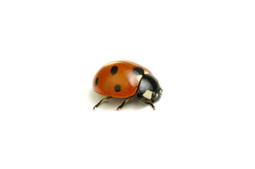 Ladybug