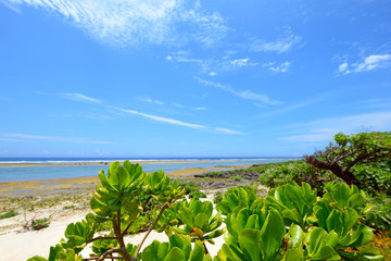 沖縄の美しい海と亜熱帯植物