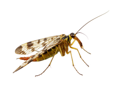 Mosquito