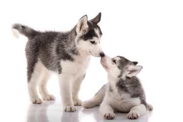 Two siberian husky puppies kissing on white background © lalalululala