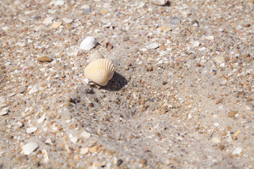 Yellow large shell on a sandy beach