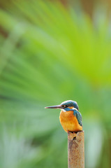 止まり木のカワセミ