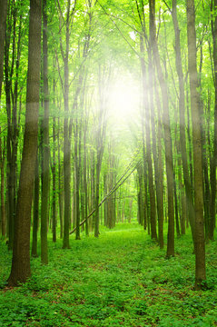 Fototapeta  sunlight forest