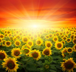 Fototapeta premium sunflowers and sun