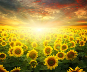 Fototapeta premium sunflowers and sun