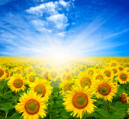 Fototapeta premium sunflowers and sun