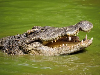 Alligator with mouth open