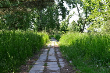 дорожка в парке.