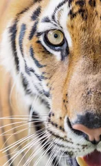 Crédence de cuisine en verre imprimé Tigre Fermer le portrait du tigre