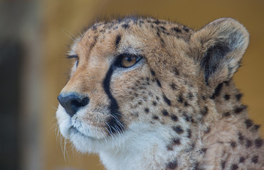Portrait Gepard