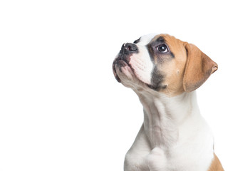 Isolated american Bull dog puppy looking away