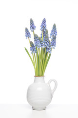 Bunch of Grape hyacints in a white vase on a white shelf