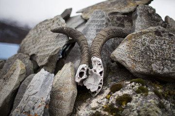 Yak skull on the rocks, Nepal's mountains