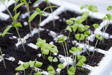 Seedling plants growing in pots
