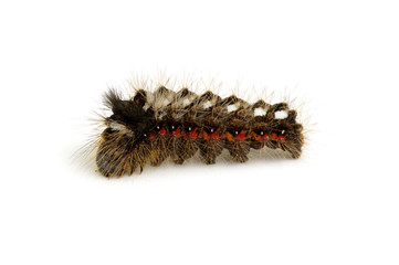  caterpillar