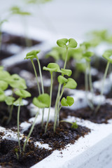 Seedling plants growing in pots