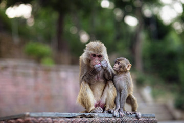 Two monkeys eating in Nepal