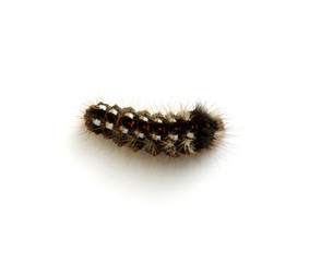  caterpillar