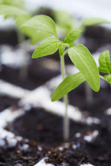 Seedling plants growing in pots