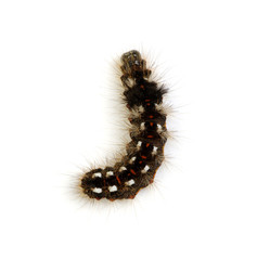  caterpillar