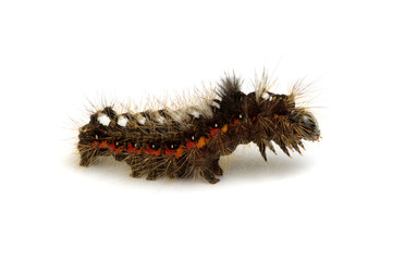 caterpillar