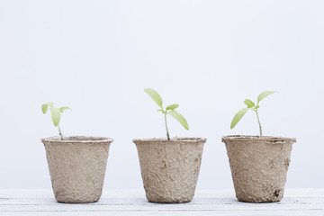 Seedling plants growing in pots