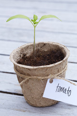 Labeled tomato plant